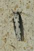 Ethmia bipunctella